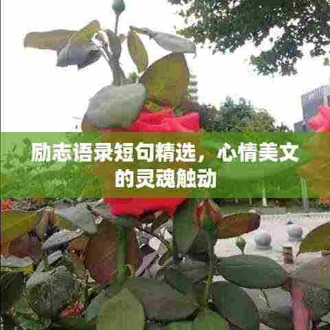 励志语录短句精选，心情美文的灵魂触动