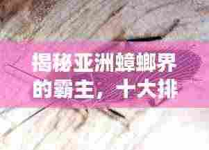 芒屩布衣 第3页