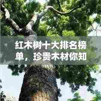 红木树十大排名榜单，珍贵木材你知多少？
