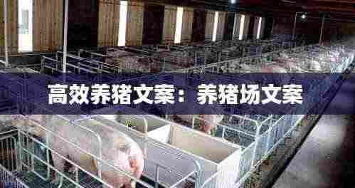 高效养猪文案：养猪场文案 