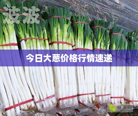 今日大葱价格行情速递