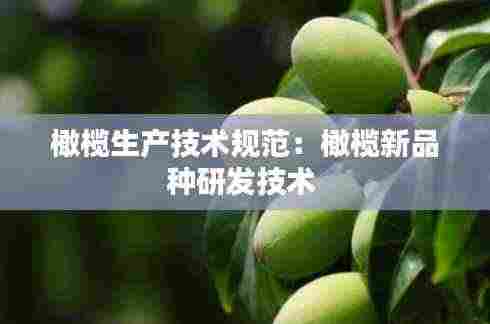 橄榄生产技术规范：橄榄新品种研发技术 
