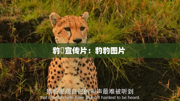 豹澥宣传片：豹豹图片 