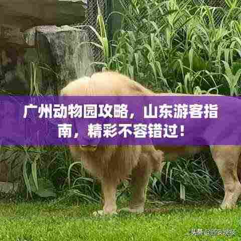 广州动物园攻略，山东游客指南，精彩不容错过！