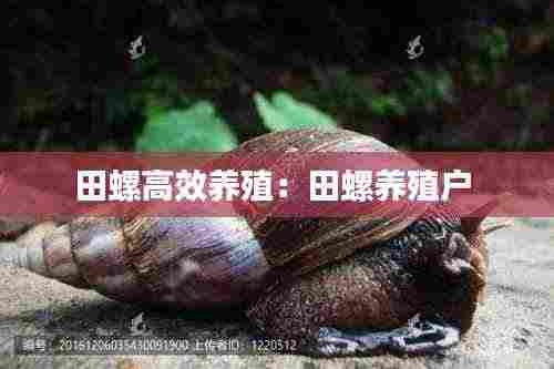田螺高效养殖：田螺养殖户 