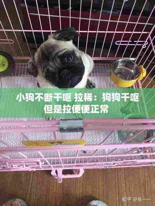 小狗不断干呕 拉稀：狗狗干呕但是拉便便正常 