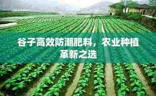 谷子高效防潮肥料，农业种植革新之选