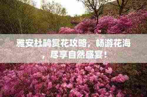 雅安杜鹃赏花攻略，畅游花海，尽享自然盛宴！
