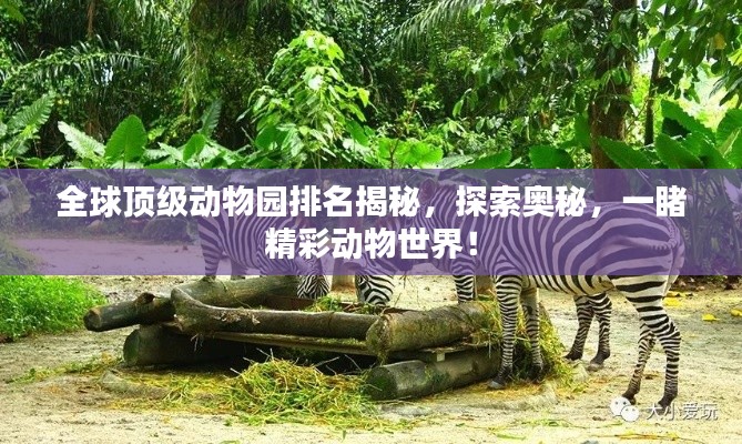 全球顶级动物园排名揭秘，探索奥秘，一睹精彩动物世界！