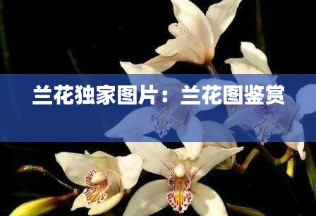 兰花独家图片：兰花图鉴赏 