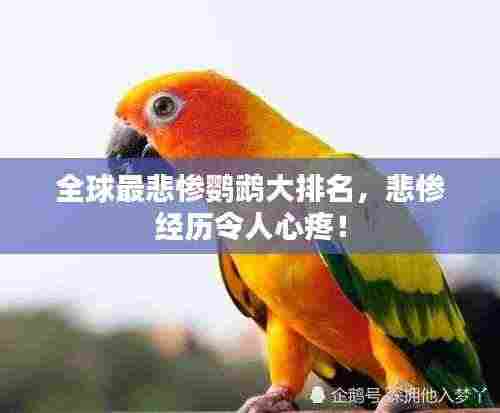 全球最悲惨鹦鹉大排名，悲惨经历令人心疼！