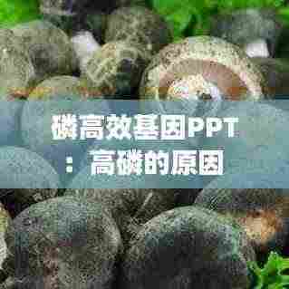 磷高效基因PPT：高磷的原因 