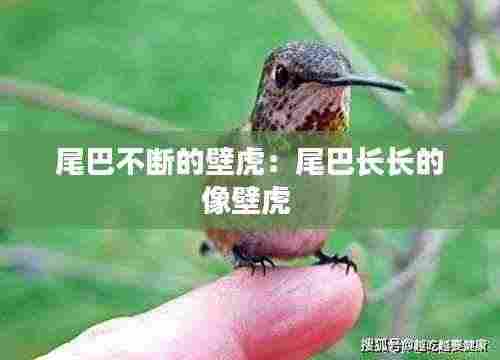 尾巴不断的壁虎：尾巴长长的像壁虎 