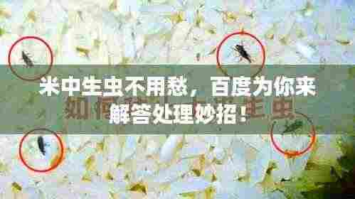 米中生虫不用愁，百度为你来解答处理妙招！