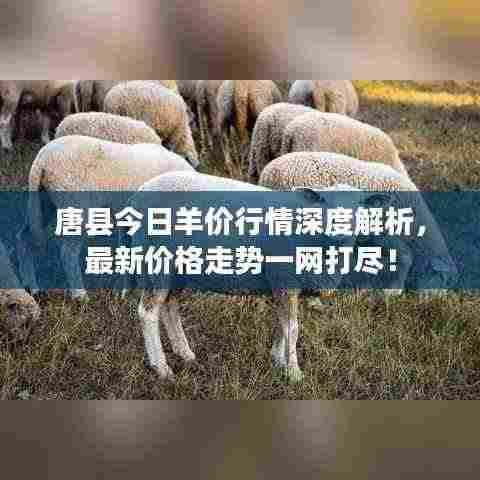 唐县今日羊价行情深度解析，最新价格走势一网打尽！