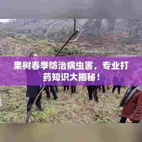 果树春季防治病虫害，专业打药知识大揭秘！