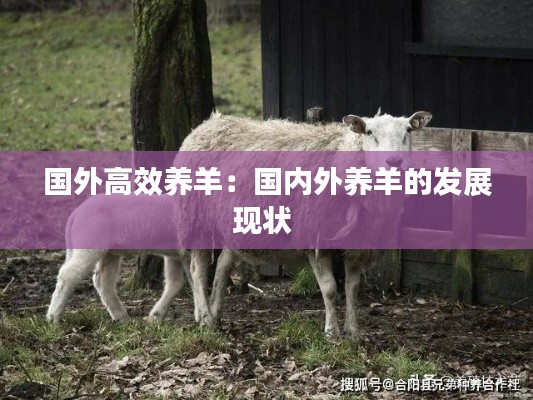 国外高效养羊：国内外养羊的发展现状 