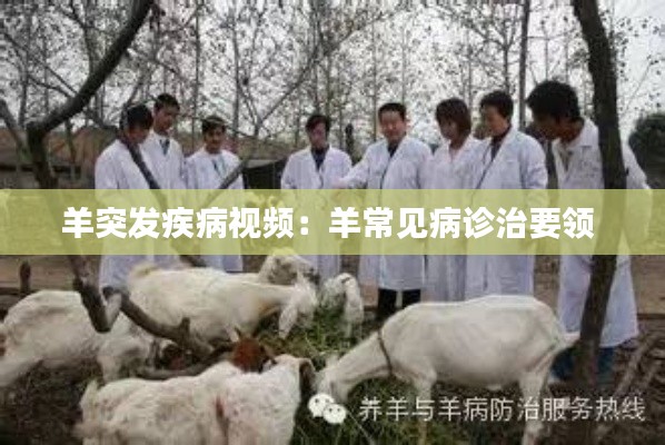 羊突发疾病视频：羊常见病诊治要领 