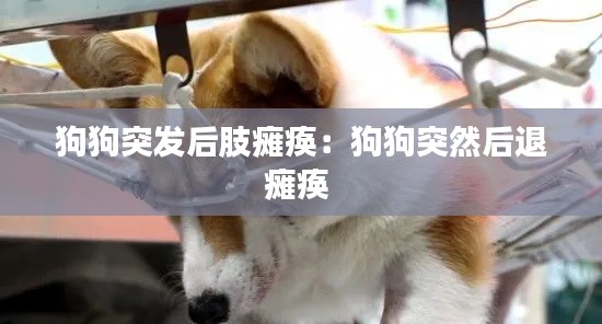 狗狗突发后肢瘫痪：狗狗突然后退瘫痪 