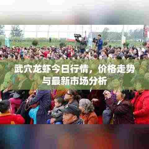 武穴龙虾今日行情，价格走势与最新市场分析
