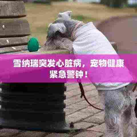 雪纳瑞突发心脏病，宠物健康紧急警钟！