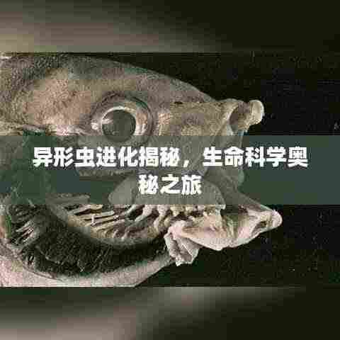 异形虫进化揭秘，生命科学奥秘之旅