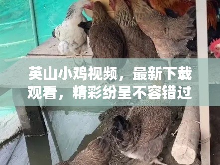 英山小鸡视频，最新下载观看，精彩纷呈不容错过