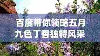 百度带你领略五月九色丁香独特风采，美不胜收！