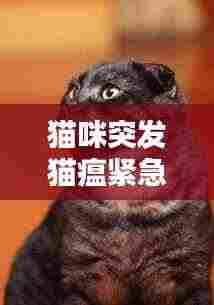 猫咪突发猫瘟紧急救治措施