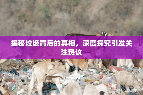 揭秘垃圾背后的真相，深度探究引发关注热议