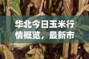 华北今日玉米行情概览，最新市场动态与走势分析