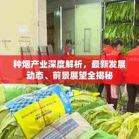 种烟产业深度解析，最新发展动态、前景展望全揭秘
