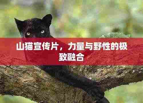 山猫宣传片，力量与野性的极致融合
