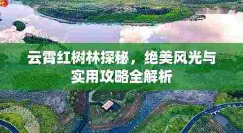 云霄红树林探秘，绝美风光与实用攻略全解析