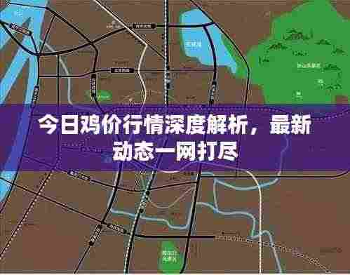 今日鸡价行情深度解析，最新动态一网打尽