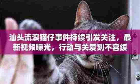 汕头流浪猫仔事件持续引发关注，最新视频曝光，行动与关爱刻不容缓