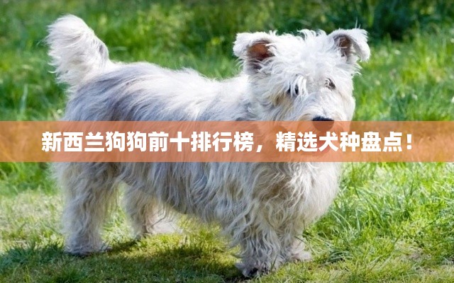 新西兰狗狗前十排行榜，精选犬种盘点！