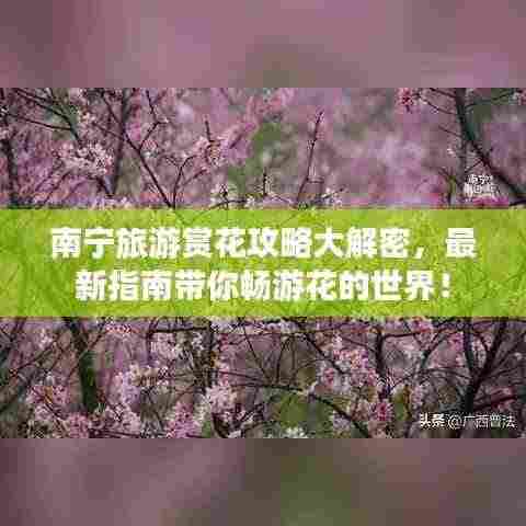 南宁旅游赏花攻略大解密，最新指南带你畅游花的世界！