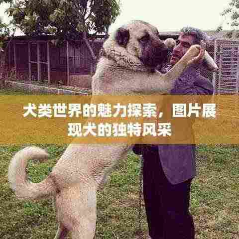 犬类世界的魅力探索，图片展现犬的独特风采