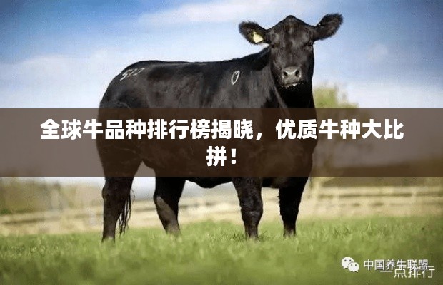 全球牛品种排行榜揭晓，优质牛种大比拼！