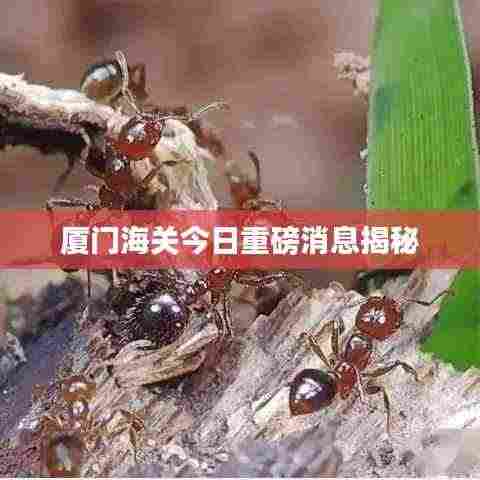 厦门海关今日重磅消息揭秘