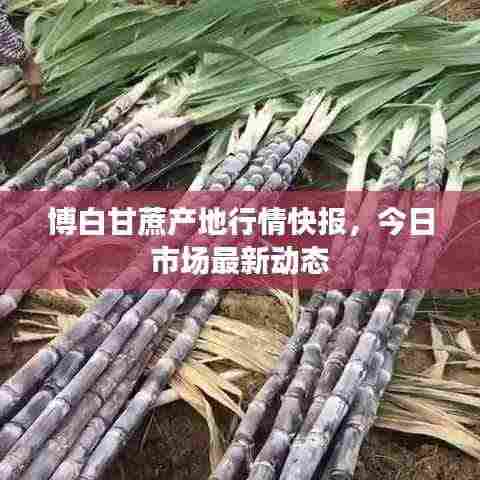 博白甘蔗产地行情快报，今日市场最新动态