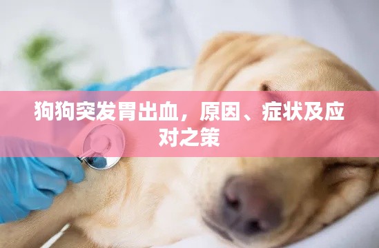 狗狗突发胃出血，原因、症状及应对之策