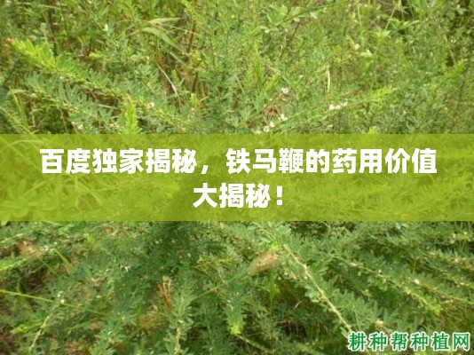 百度独家揭秘，铁马鞭的药用价值大揭秘！