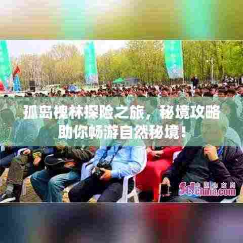孤岛槐林探险之旅，秘境攻略助你畅游自然秘境！