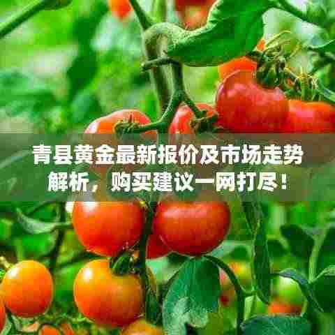 青县黄金最新报价及市场走势解析，购买建议一网打尽！
