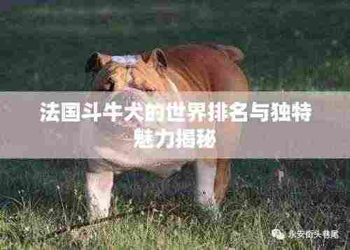 法国斗牛犬的世界排名与独特魅力揭秘