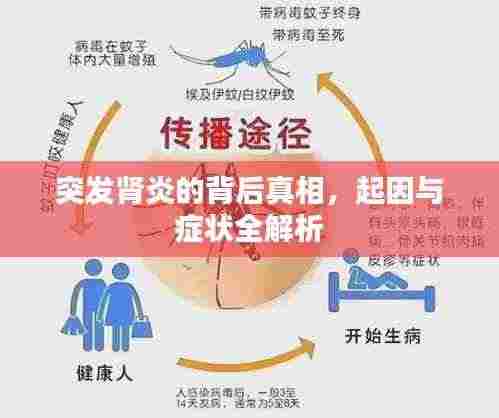 突发肾炎的背后真相，起因与症状全解析