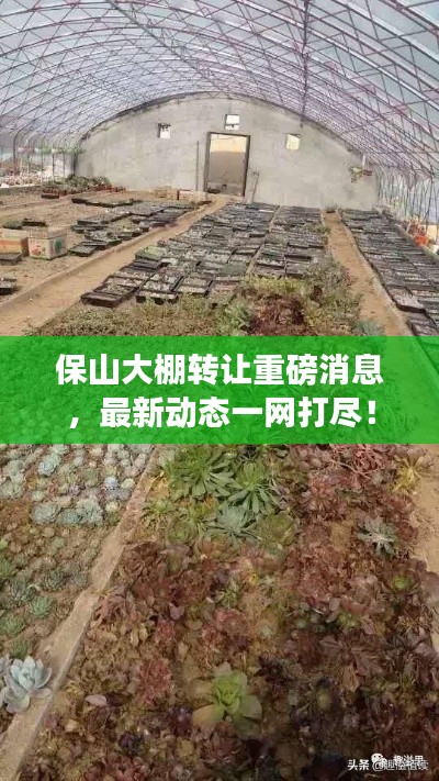 保山大棚转让重磅消息，最新动态一网打尽！