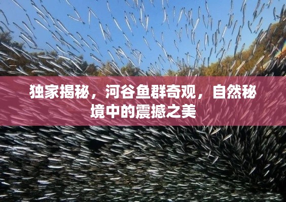 独家揭秘，河谷鱼群奇观，自然秘境中的震撼之美